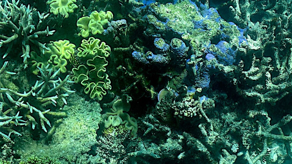 Korálů ve Velkém bariérovém útesu přibývá. Vědci ale mírní optimismus
